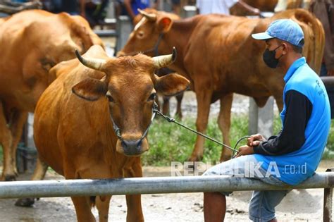 Peternak Sapi Mengeluhkan Sepi Pembeli | Republika Online