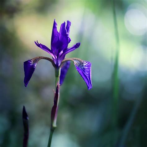 Iris flower meaning • History and origins • Interesting facts