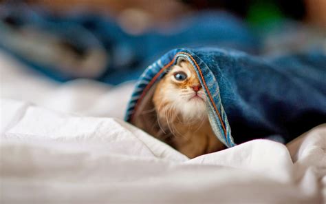 Funny Cat HD Wallpapers - HD Wallpapers - High Quality Wallpapers