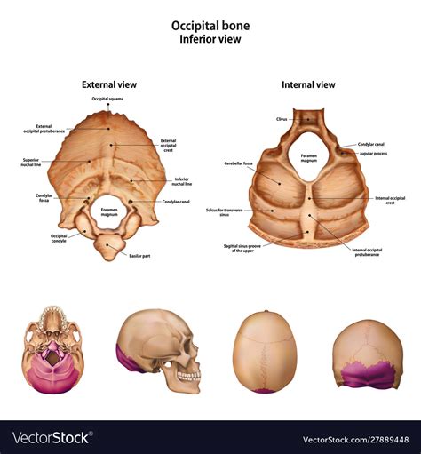 Occipital bone with name and description of Vector Image