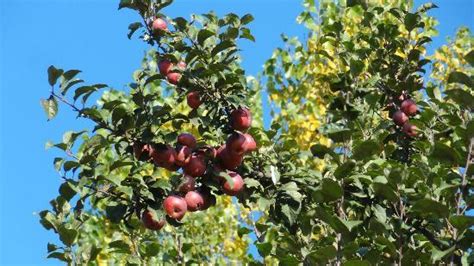 Apple Garden Kashmir | Fasci Garden