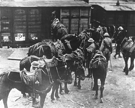 Unsung heroes, animals were vital part of WWI war machine - WHYY