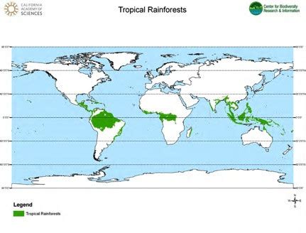 Earth Floor Biomes Tropical Rainforest - Carpet Vidalondon