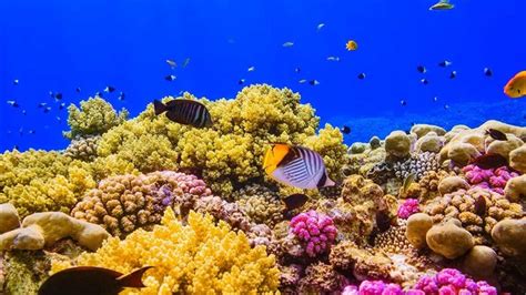 A coral reef in the Red Sea near Egypt-2016 Bing Desktop Wallpaper View - 10wallpaper.com