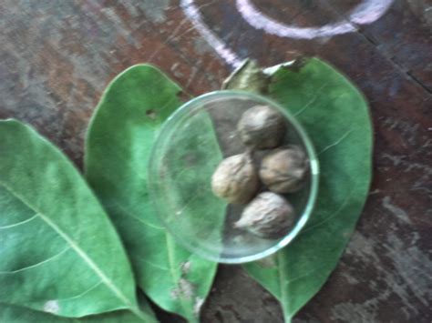 Terminalia belerica - Bulu -බුළු - Herbal Plants of Asia