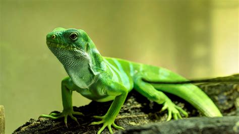 Download Green Reptile Animal Lizard HD Wallpaper