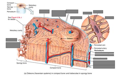 Histology of Bone Diagram | Quizlet