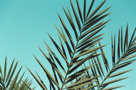 Palm Tree Types