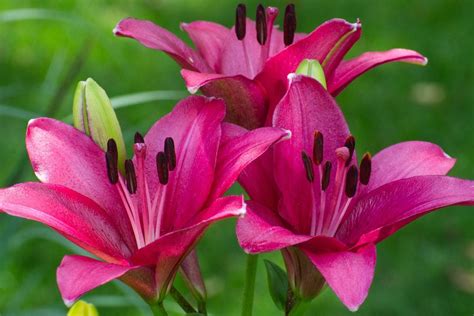 Does a Lily Flower Have Special Meaning? - Birds and Blooms