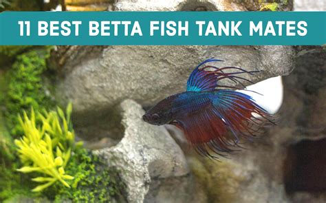 Fish Tank Mates For Betta Fish at Andrew Chandler blog