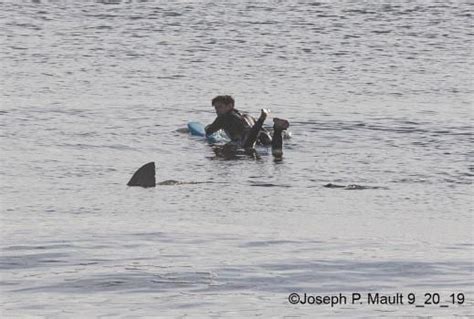 2 best r/shark_attacks images on Pholder | Viral Photo Shows Surfer's Close Call With Great ...