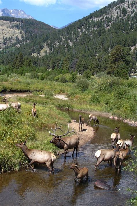 102 best images about Estes Park Wildlife on Pinterest | Horns, Lakes ...