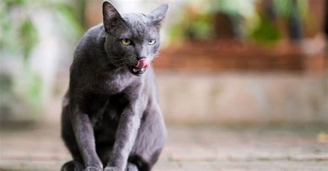 Korat vs Russian Blue Cat: Key Differences Explained - AZ Animals