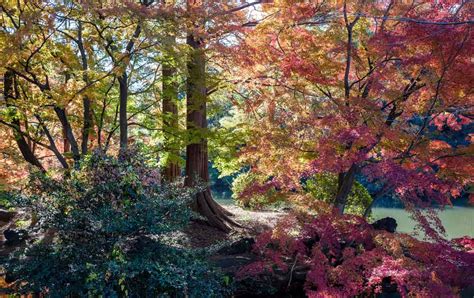 Fall Colors in Japan: Best Autumn Leaves Destinations To Visit