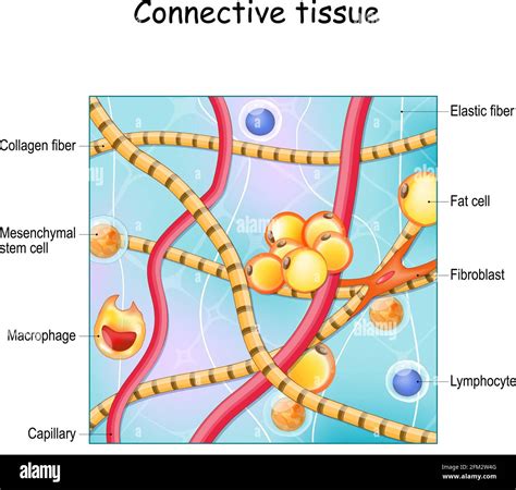 Fluid Connective Tissue In Animals Qs Study