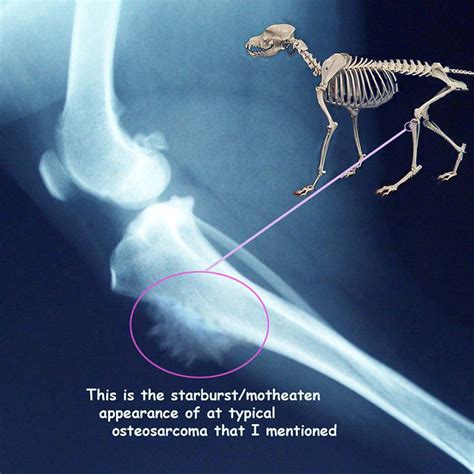 Sarcoma in dogs