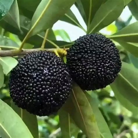 Black carbon Myrica rubra tree