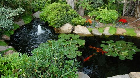 Koi Pond Maintenance - Mike's Evergreen, Inc.