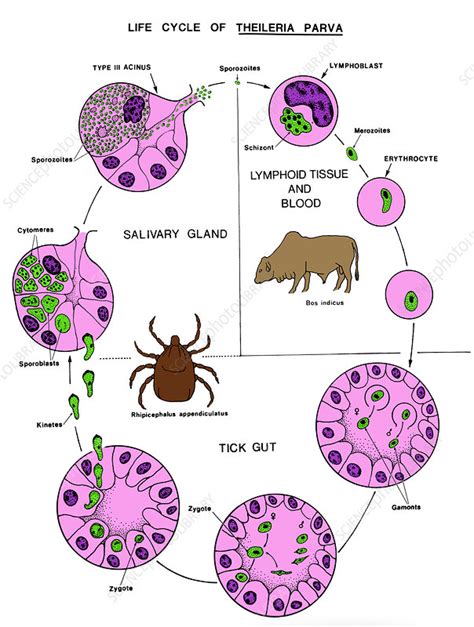 Life Cycle of Theileria parva - Stock Image - C022/0963 - Science Photo ...