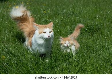 Norwegian Forest Cats Stock Photo 414642919 | Shutterstock