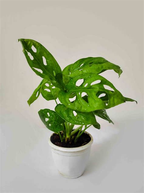 Monstera Mania:Fall in Love with Charming Monstera Adansonii