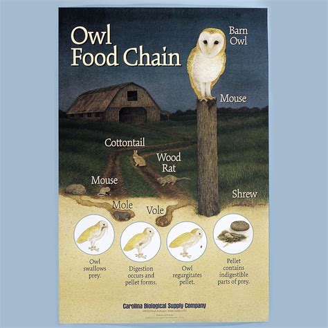 Owl Food Chain Poster | Carolina Biological Supply