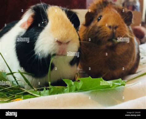 Guinea pigs eating grass Stock Photo - Alamy