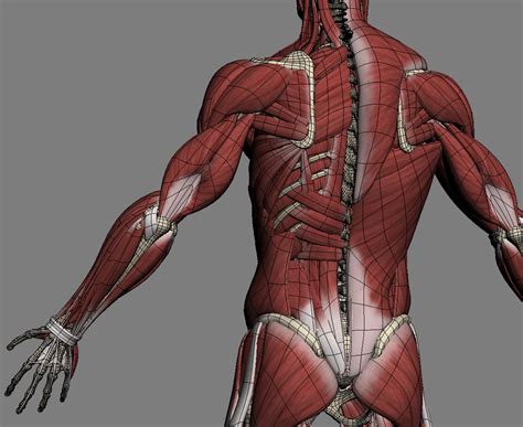 3d model realistic anatomy skeleton muscles
