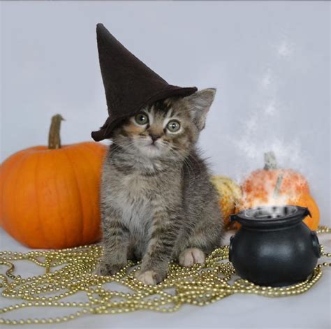 Halloween Costumes and Your Cats - Cat Adoption Team