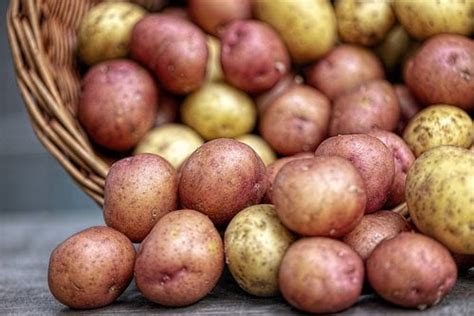 » Should You Chit Potatoes? And How Do You Do It?