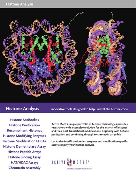 Histone Analysis Histone Antibodies Histone Purification