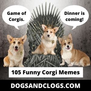 105 Funny Corgi Memes: They'll Keep You Laughing For Hours