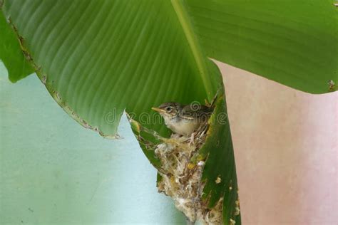 A Common Tailorbird Saw Something from a Nest and Space. Stock Image ...