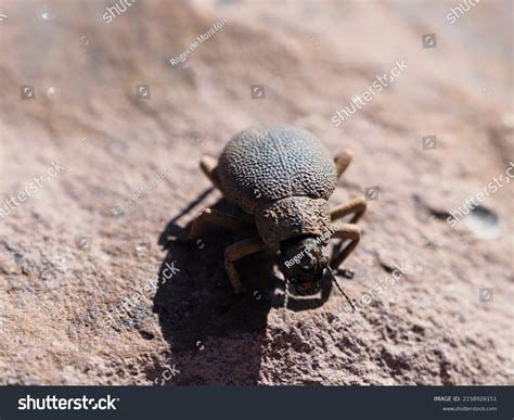 18,618 Desert insect Images, Stock Photos & Vectors | Shutterstock