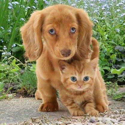 Bigger cousin. Puppy protecting kitten (=^･^=) | Cute animals, Kittens ...