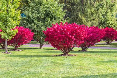 How to Grow and Care for Burning Bush - GrowingVale