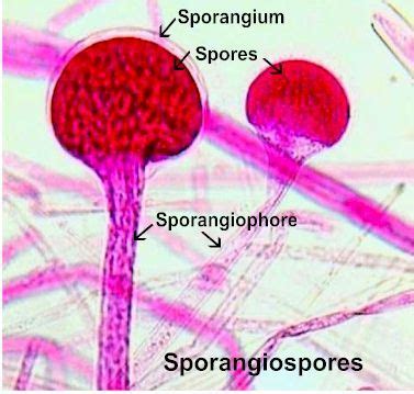 Sporangiospore