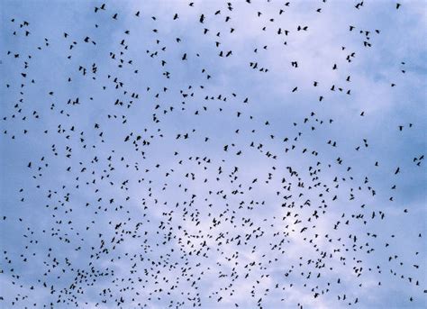 1,100+ Bird Swarm Photos Stock Photos, Pictures & Royalty-Free Images ...