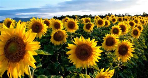 Sunflower Seed Germination, Time, Temperature, Process | Agri Farming