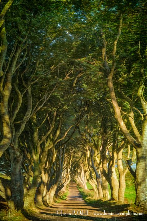 POTD: Dark Hedges - Jason P. Odell Photography