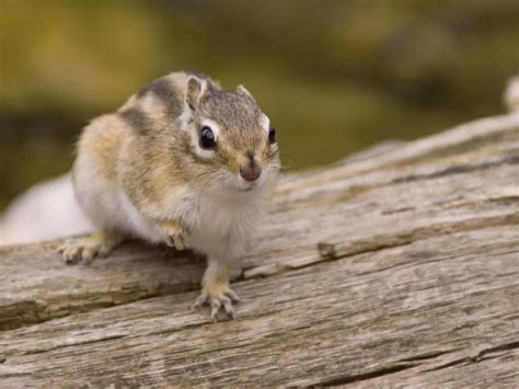 Do Chipmunks Dig Tunnels & Burrow? Do They Live Underground?