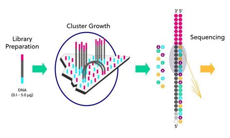 Next Generation Sequencing Schematic