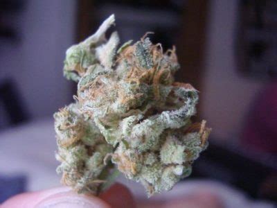 White Lightning Better Than White Widow? - Legalize it. We Think So