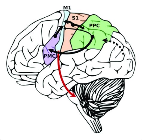 | Simplified diagram demonstrating primary sensory inputs to primary ...