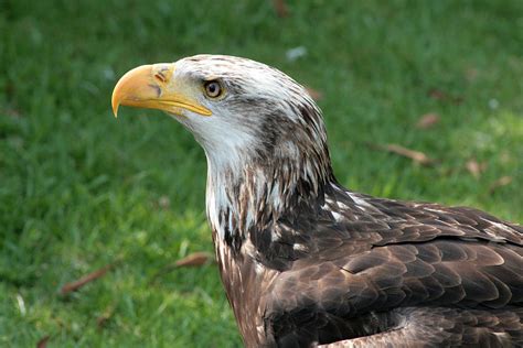 Female Immature Bald Eagle Photograph by Robert Hamm