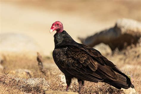 California Condor Wingspan: How Big It Is & How It Compares to Other ...