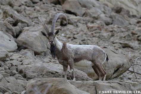 Sindh Ibex – Hingol National Park – Re:Discover Pakistan