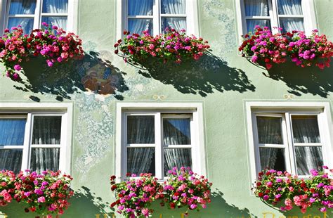 Red Pink Flower Hang on the Windows · Free Stock Photo