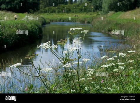 Wild flowers grow in abundance along the banks of the river mersey Stock Photo, Royalty Free ...