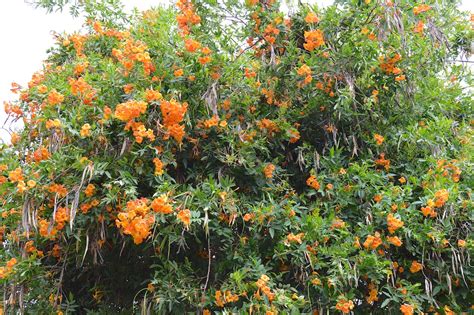 Tecoma stans and a few close relatives in flower